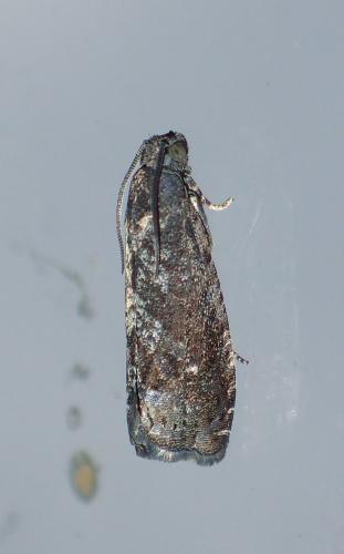 Grapholita molesta